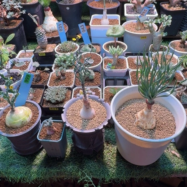 明***天组合专拍6棵仙人球