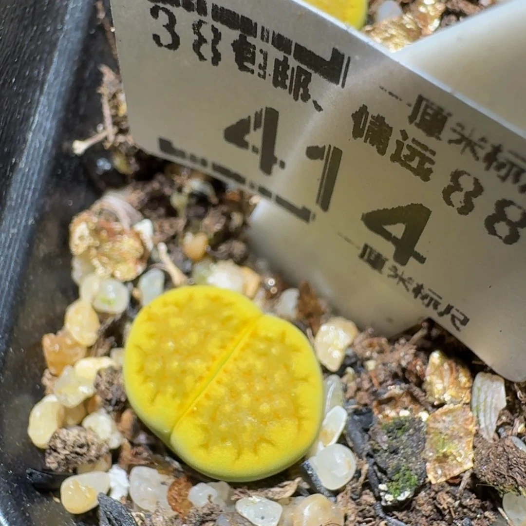 zzzzz生石花肉锥414