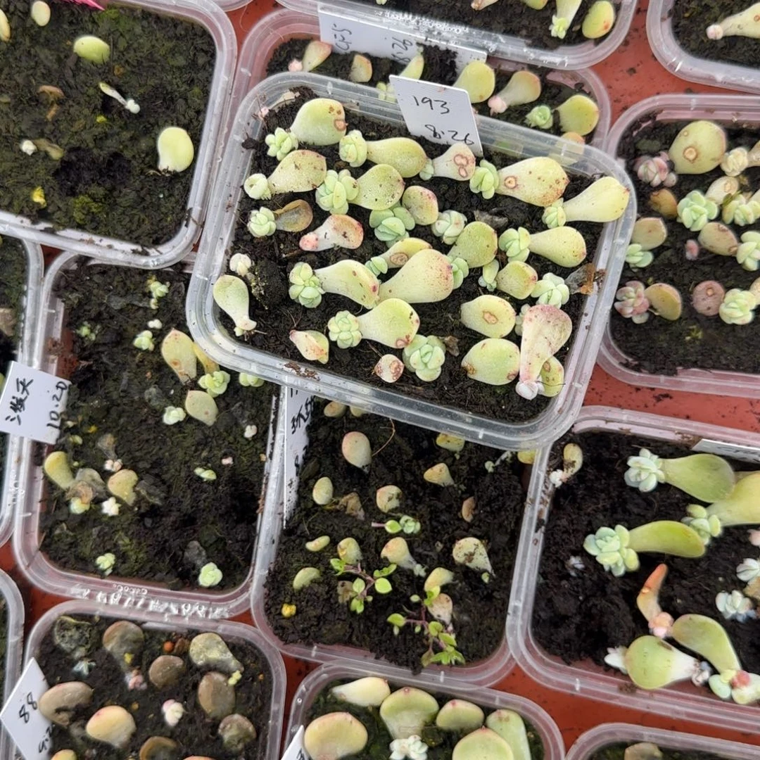 3个193芝麻穴满25包邮