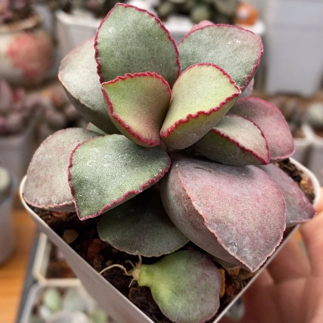 金牛座水泡多肉植物