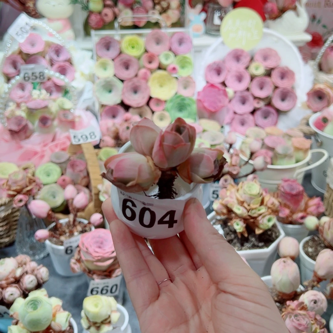 604粉帕小群。  一物一拍