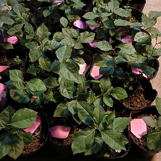 无花朵寿星小滴嫁接