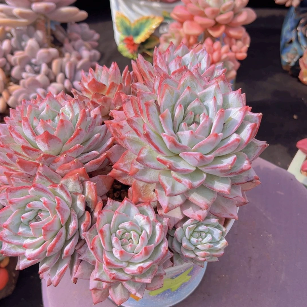 用***2多肉植物保护研究所
