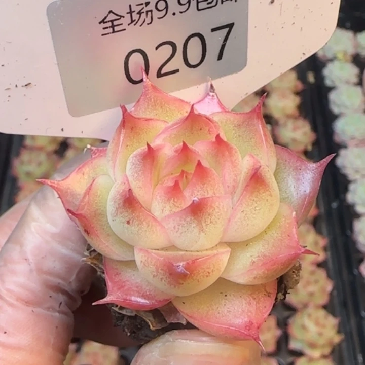 207号睫毛胆麦秆