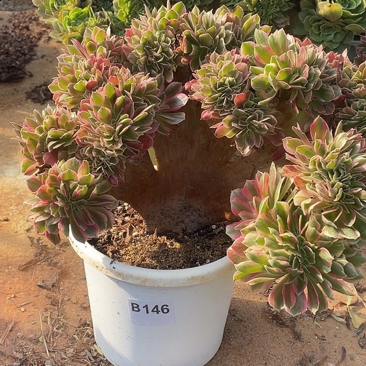 B146粉女郎缀化55-1脱土包邮