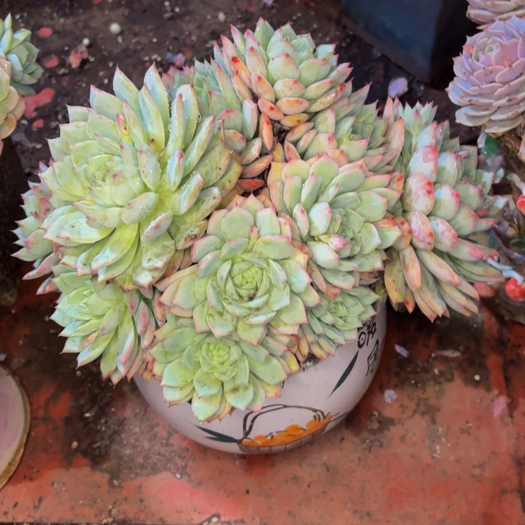 三***姐老桩精品肉肉棱镜带盆