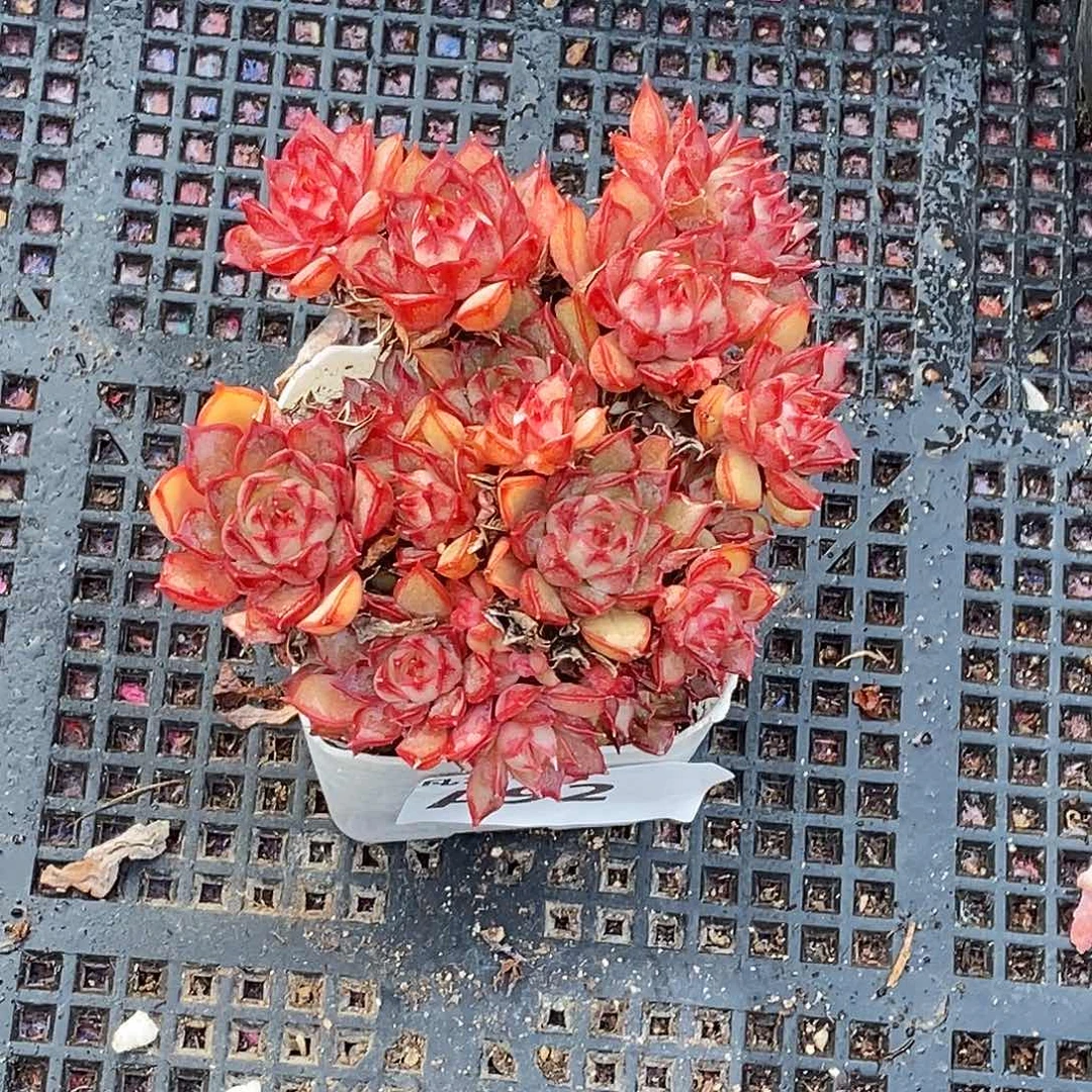 A92多肉植物精品一物一拍