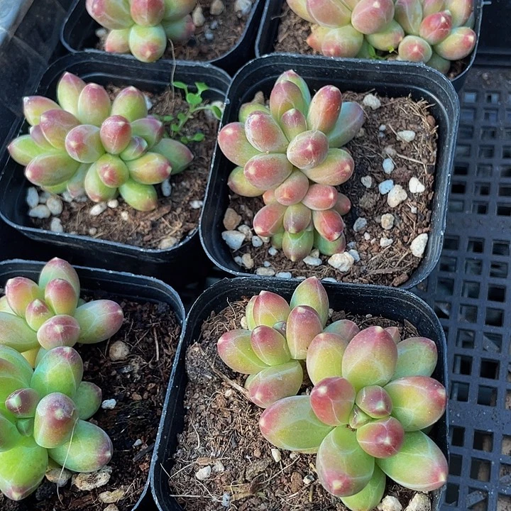 6.5方双头千代田带盆