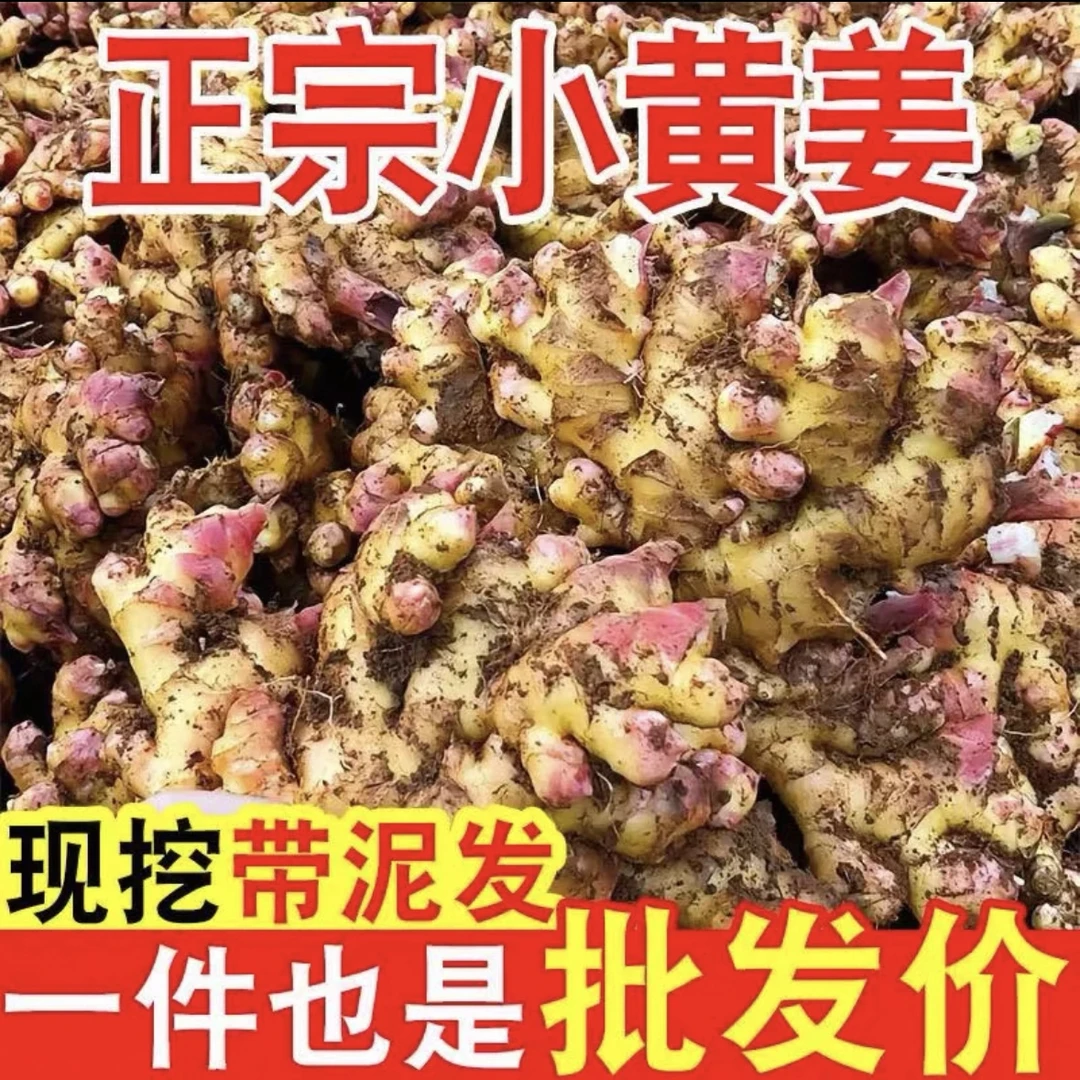 云南自种小黄姜现挖现发高品质不打药当季蔬菜