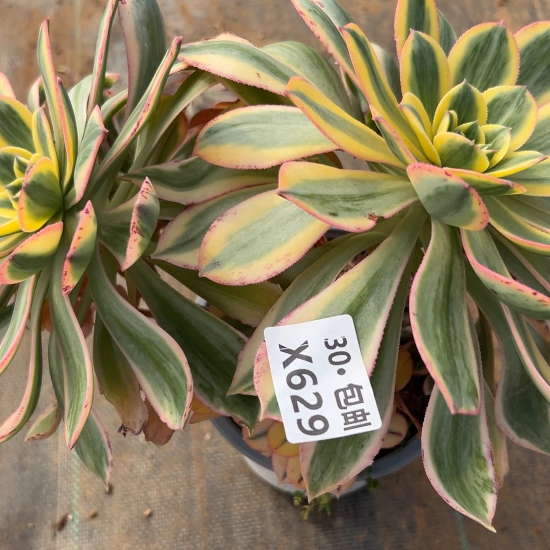 639 灿烂多肉法师