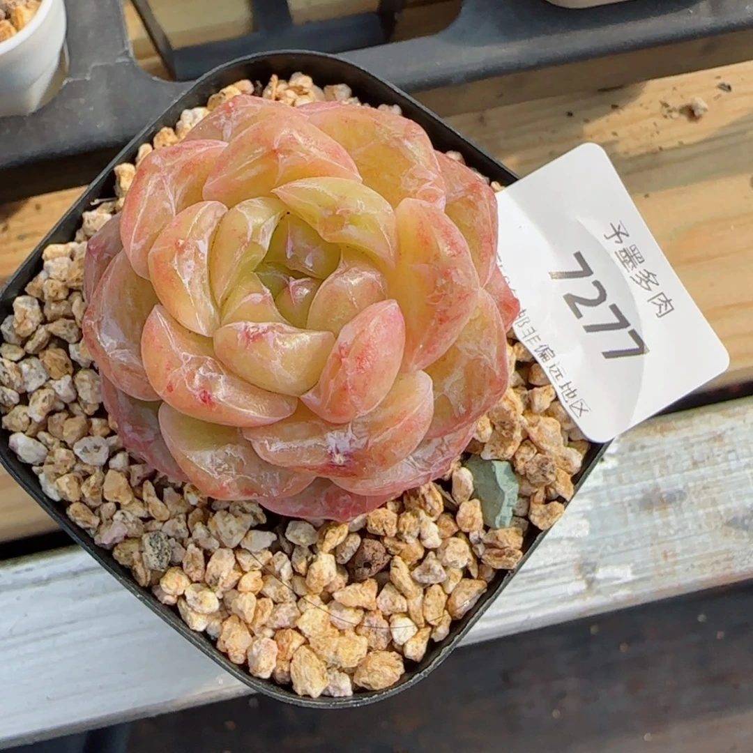 霜花石化，7277多肉植物