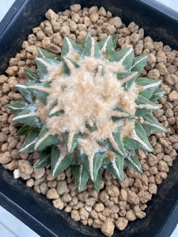 仙人球，黑牡丹，实生