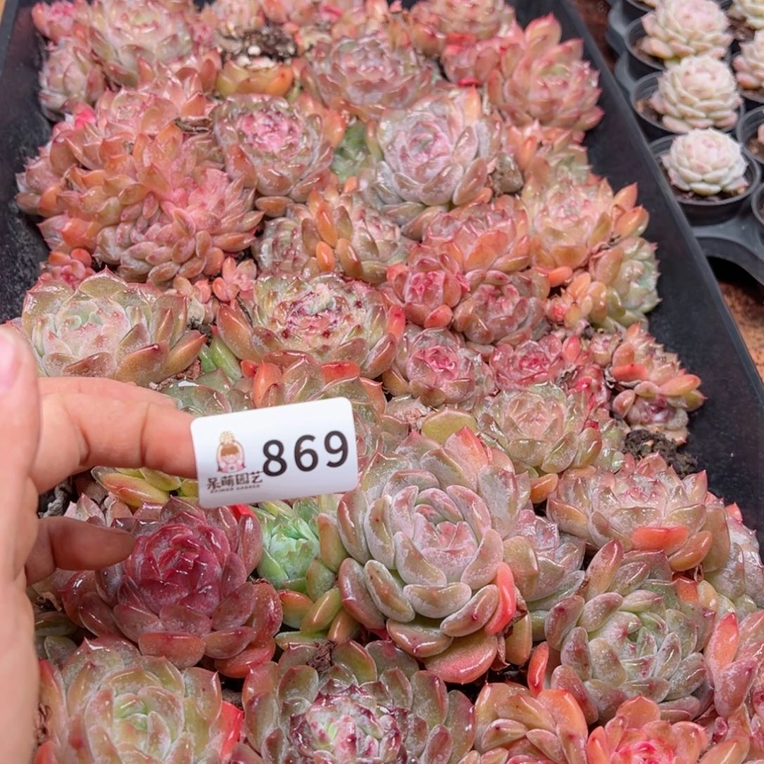 ✨***子多肉植物多肉植物