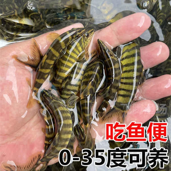 壮体沙鳅原生冷水鱼漓江副鳅清道夫工具鱼吃残渣粪便清洁鱼活体