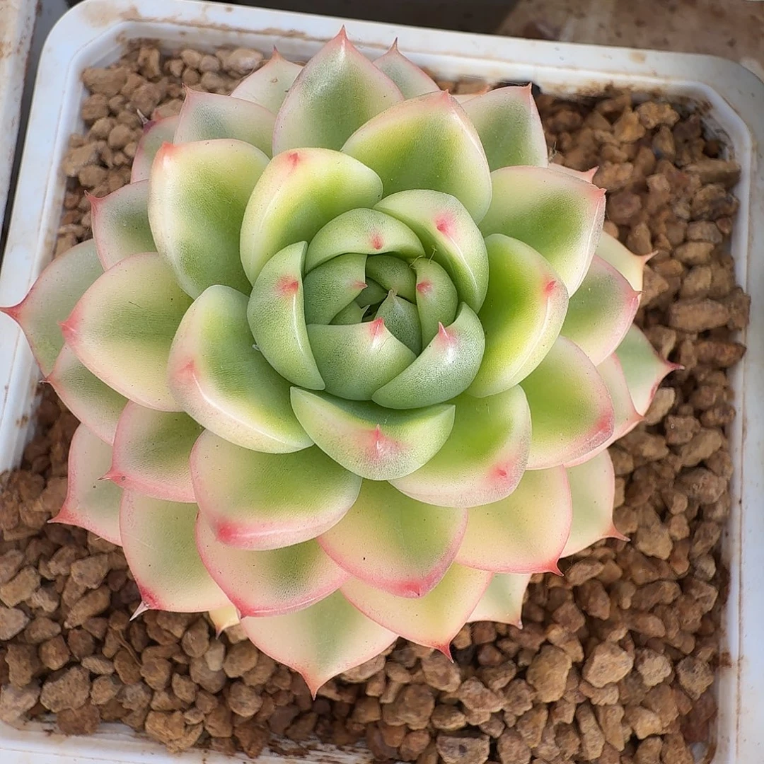 月亮石锦111214-300
