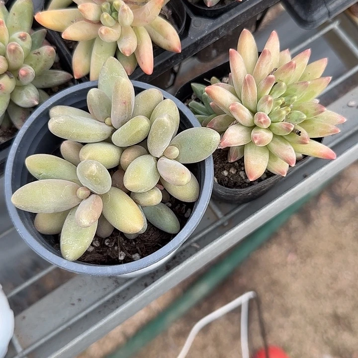 薄*糖青蛙王子儿童牙膏套装111