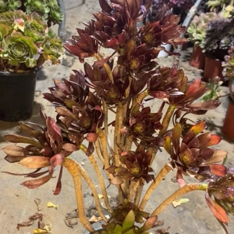 黑法多肉植物042