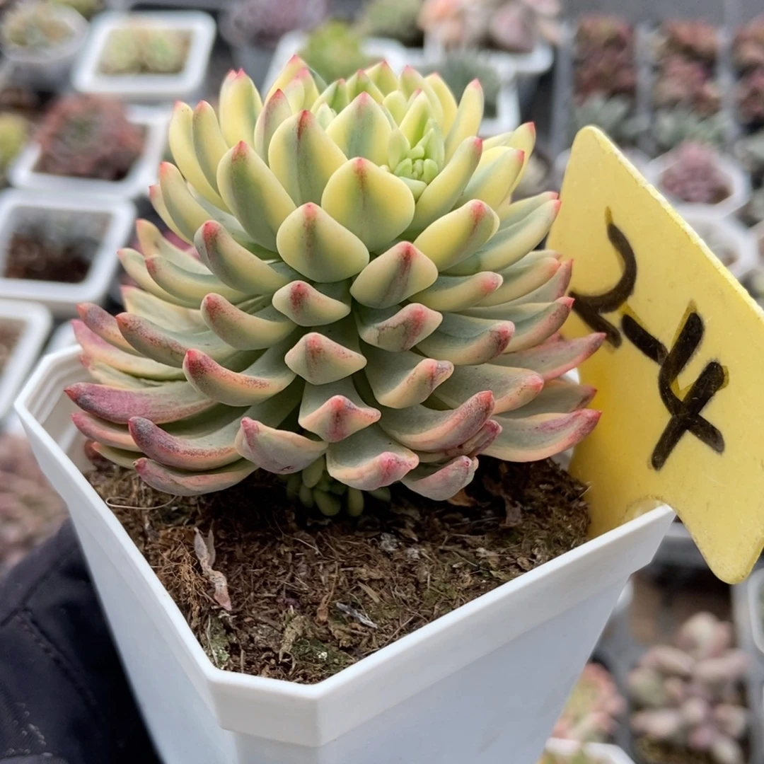 2-4兰精灵锦多肉植物