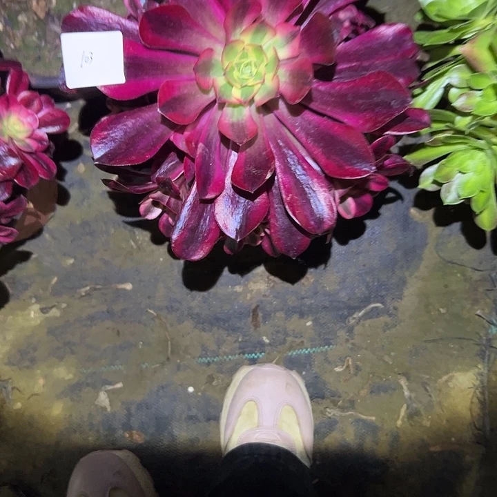 王***天多肉法师植物链接103
