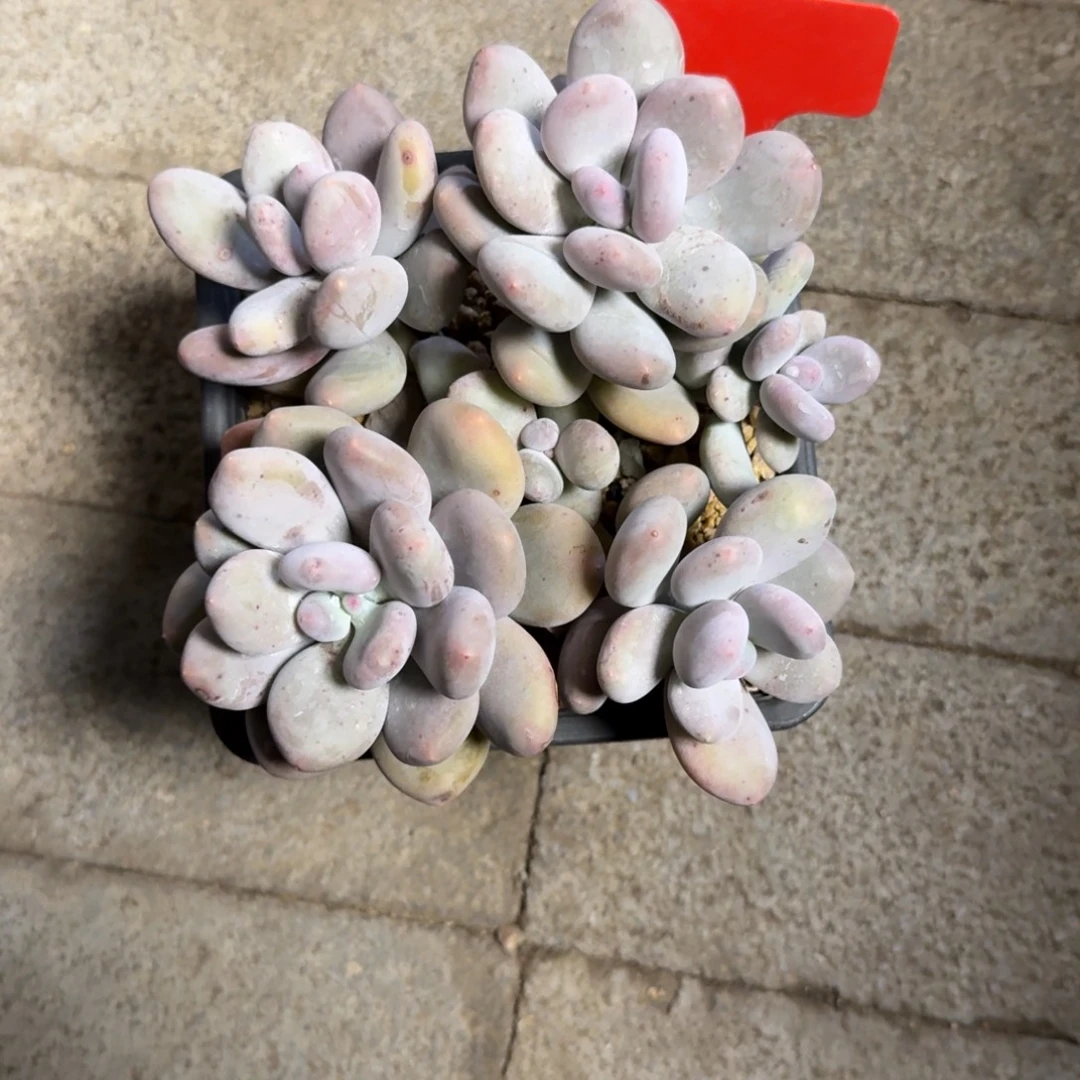 特价大叶奶1111111111111111