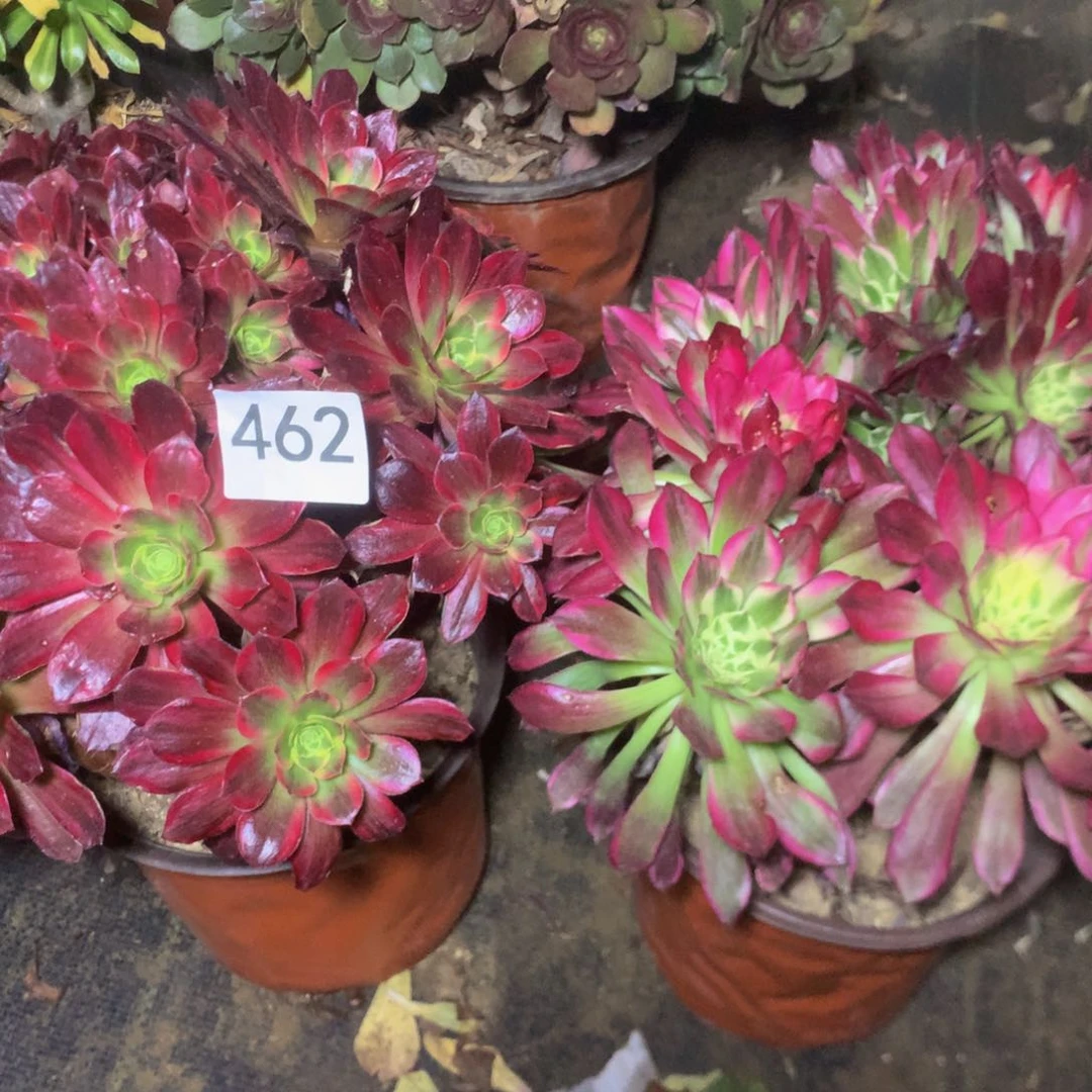 462特价组合多肉植物