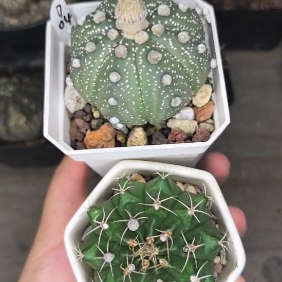 【组合】04号兜直径5不带花苞+翠皇冠直径5