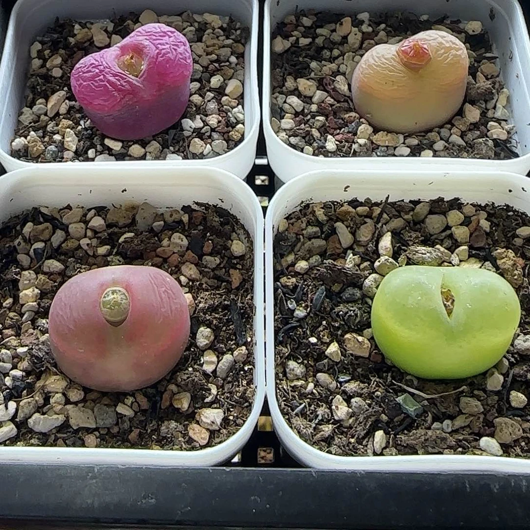 彩毛4颗带盆土发货