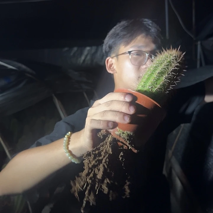 无花朵时光实生根毛花柱，不保高度不保仔
