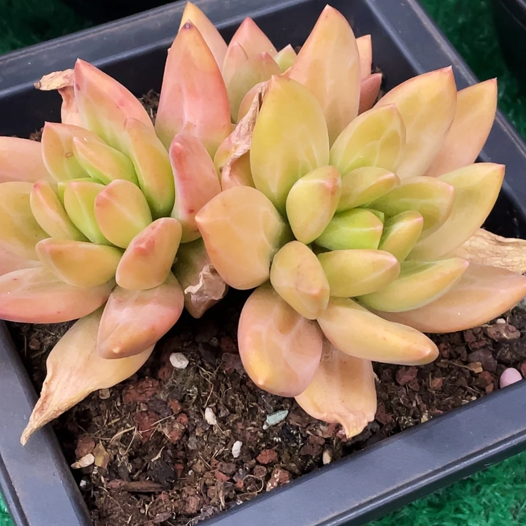 整桩无砍三头海洋之歌一颗