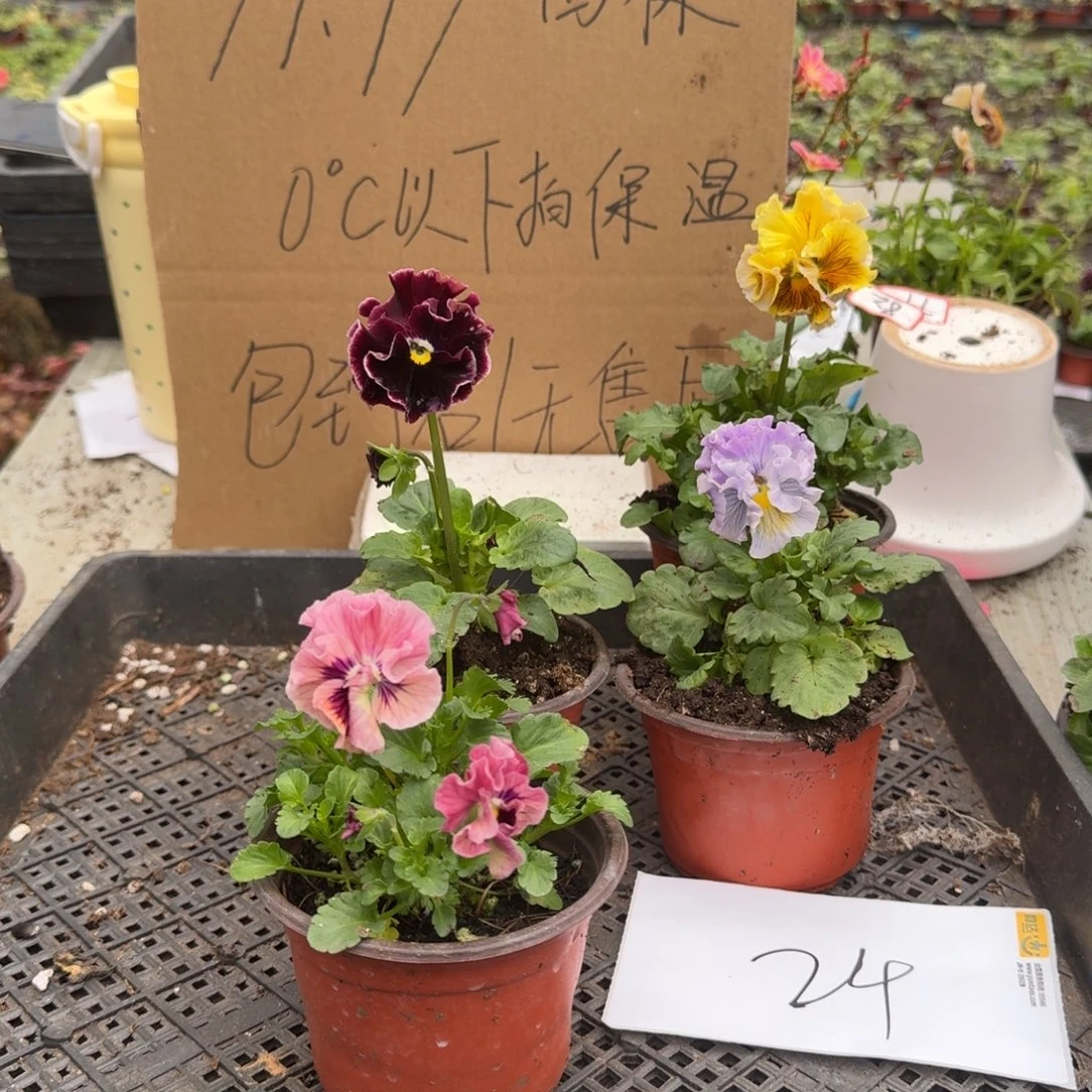 大部分花苞少量开放24