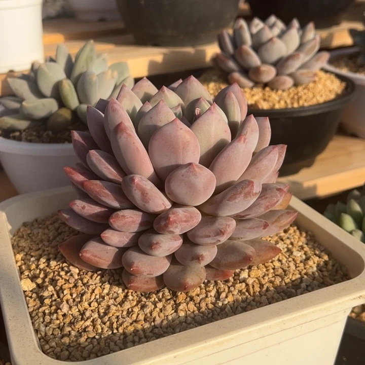 半夏 阿松多肉园 单头