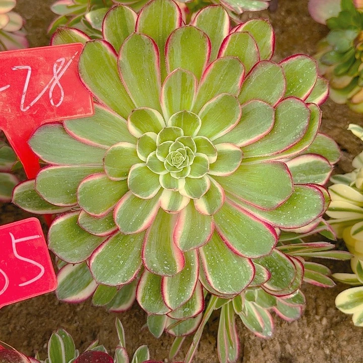 3-28孔雀翎多肉法师