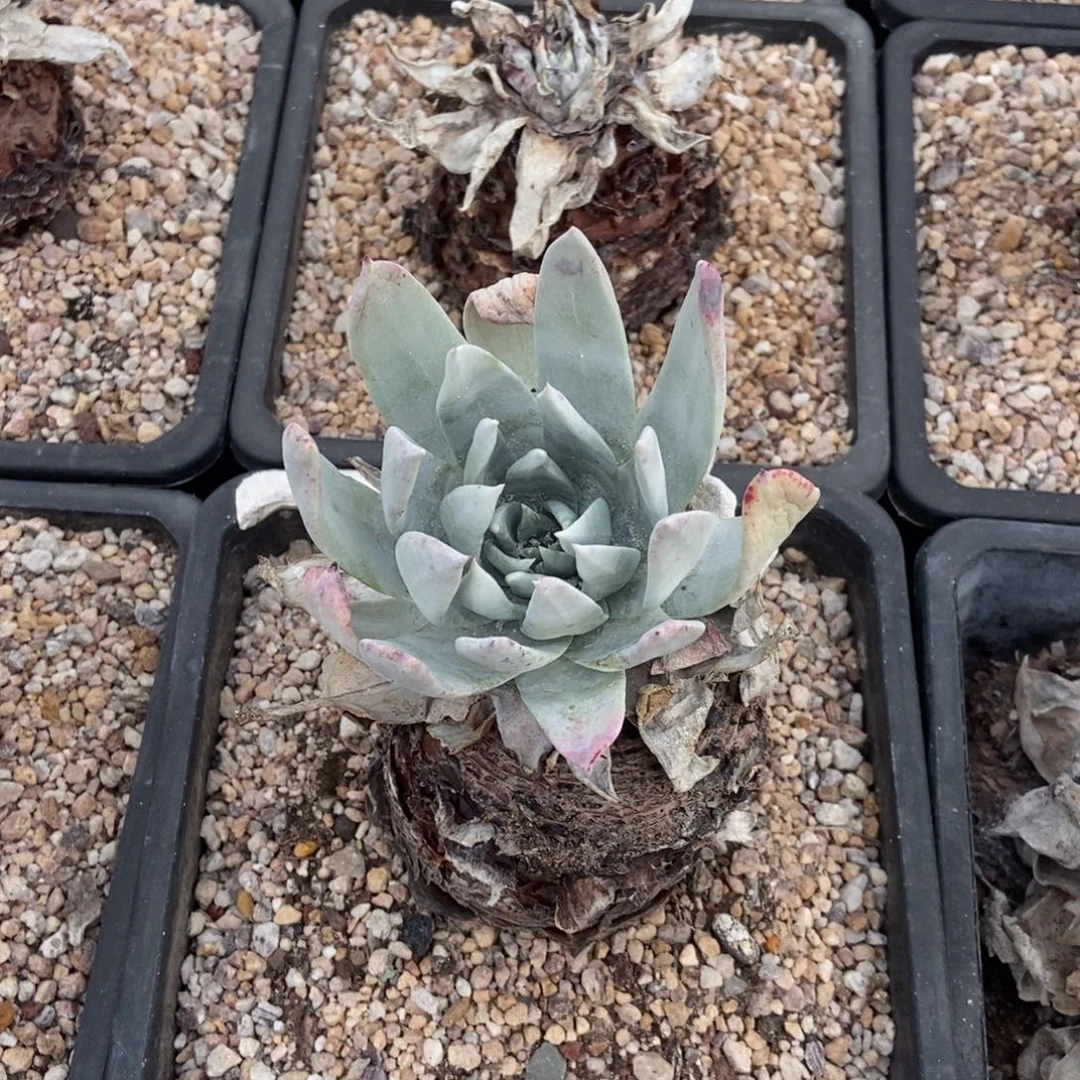浦西多肉植物啦啦啦