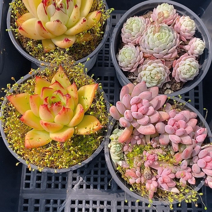 8 多肉植物盆栽花卉植物