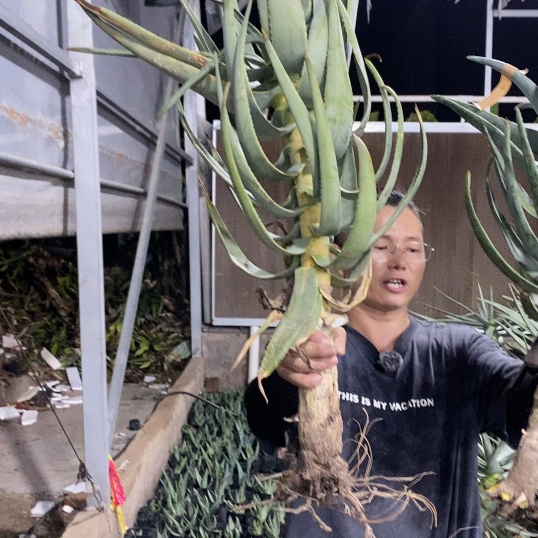 3号。  90公分二岐芦荟