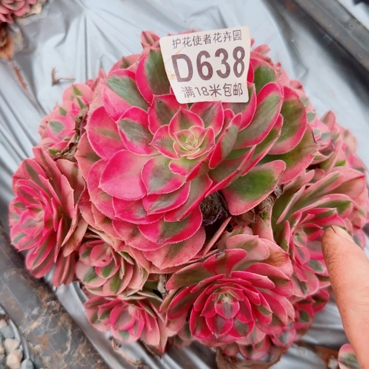 多肉法师倾城捧花