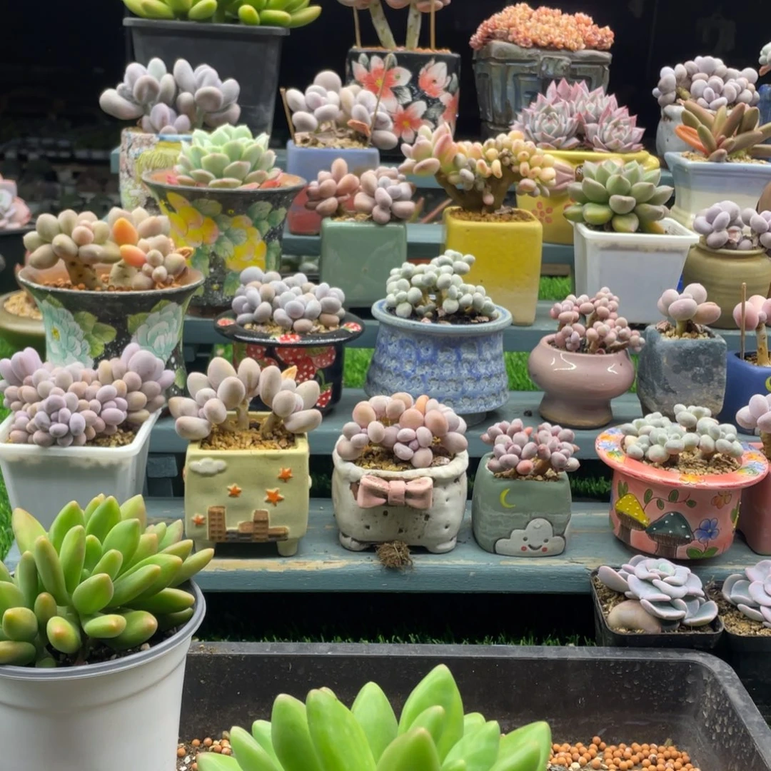 芒果奶锦多肉植物