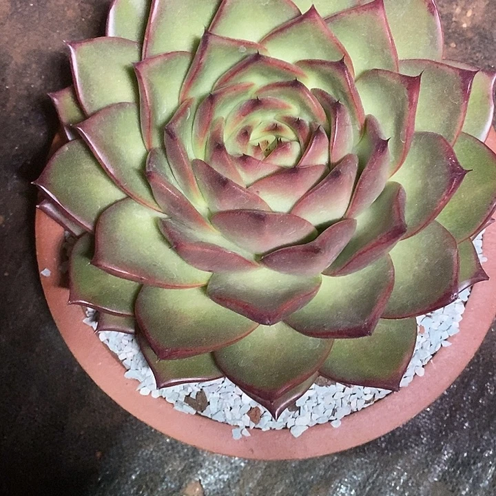 快***囚福利韩版东云拿破伦8