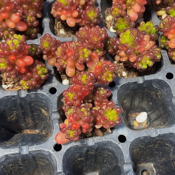 小浆果1元带土发