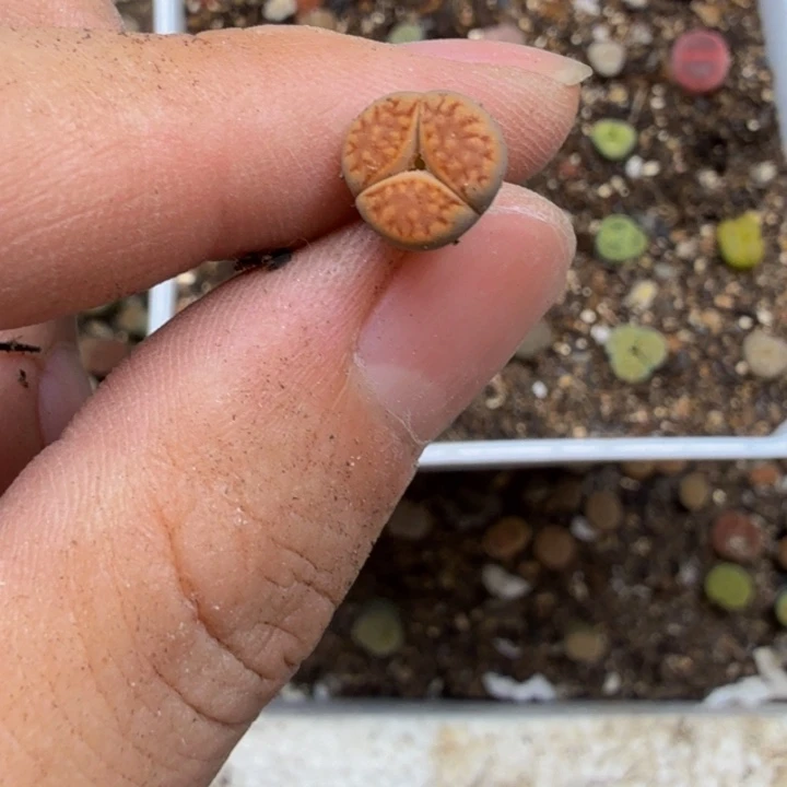 美***兰多肉植物的生长发育146
