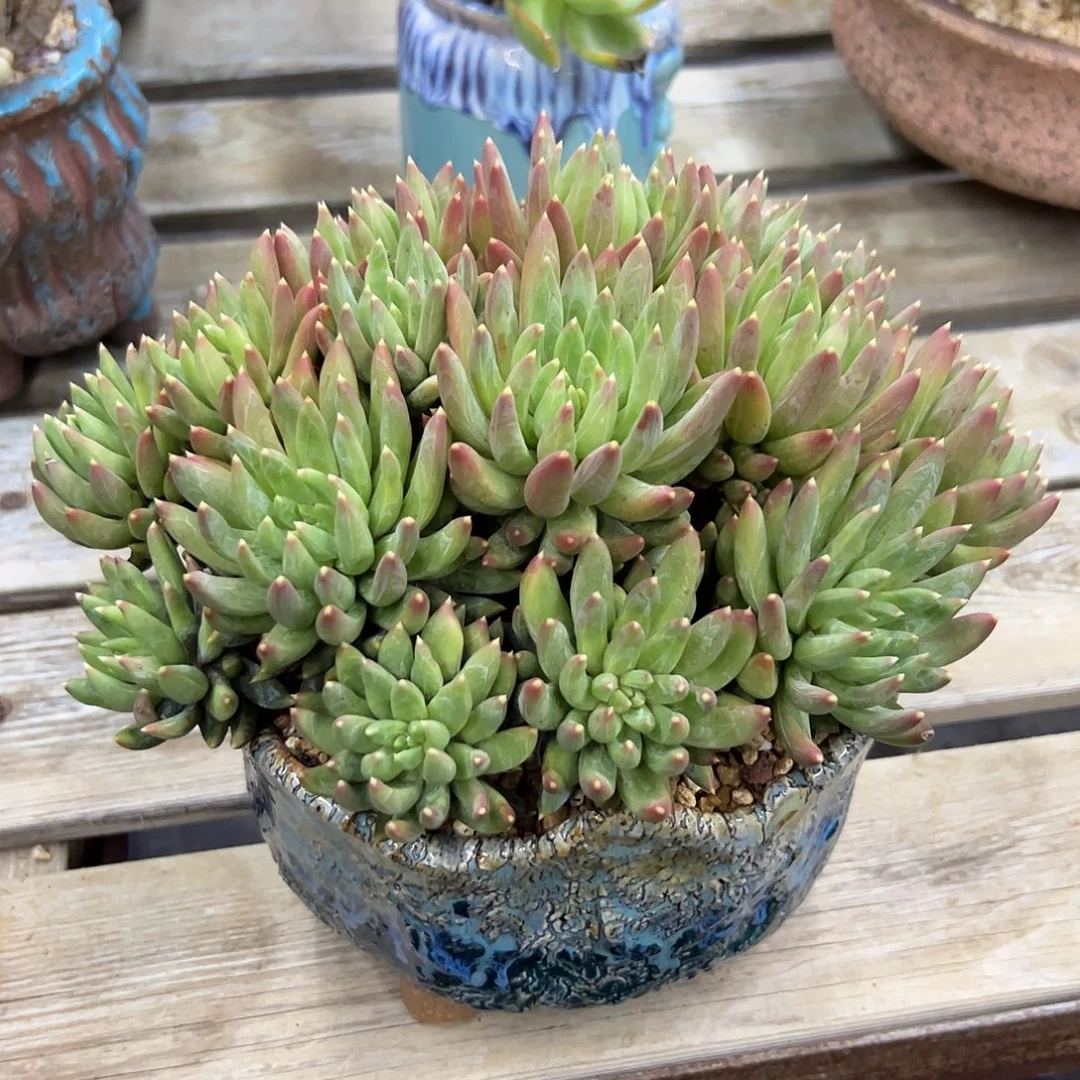 炫彩星38 零零多肉植物