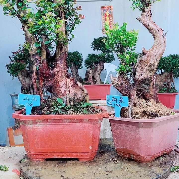 再***来当前无花栽培后可以开花