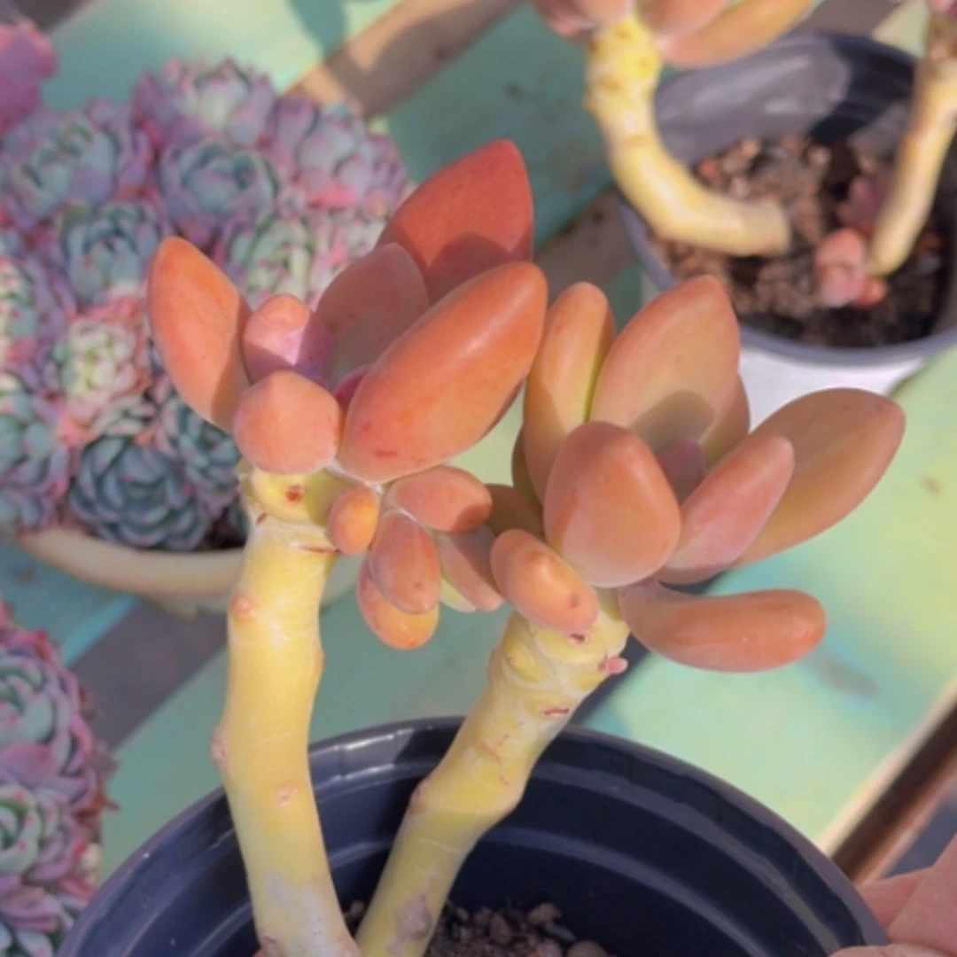 【闪购商品】芒果奶12113