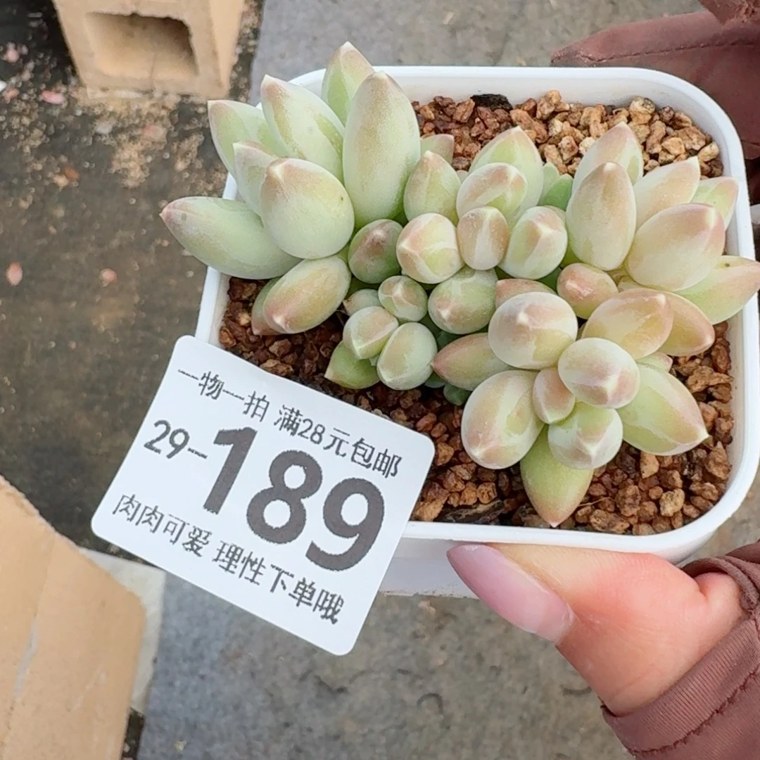 松果美人无盆土发货无盆土发货无