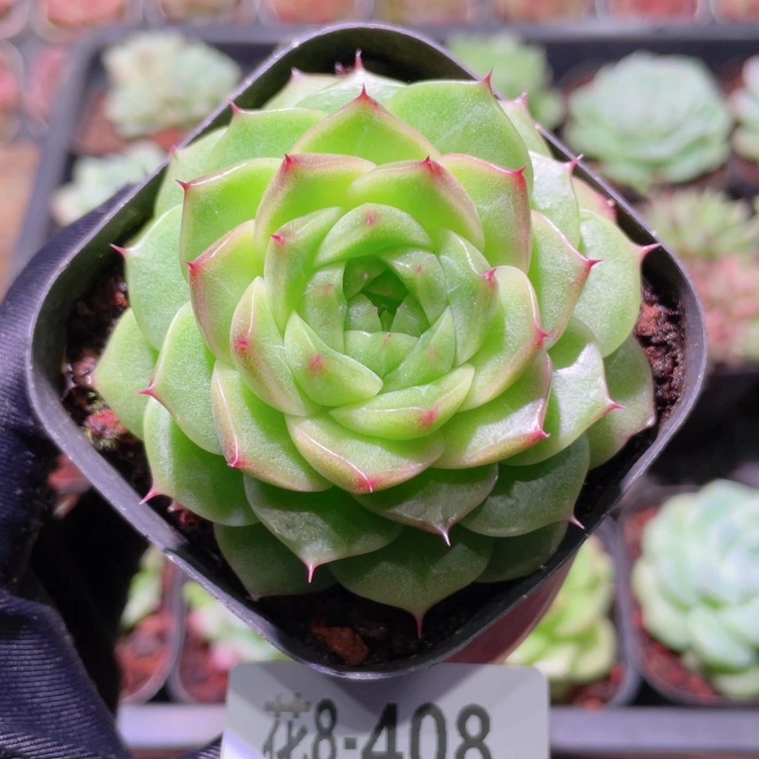 花利美8-408麦秆单头