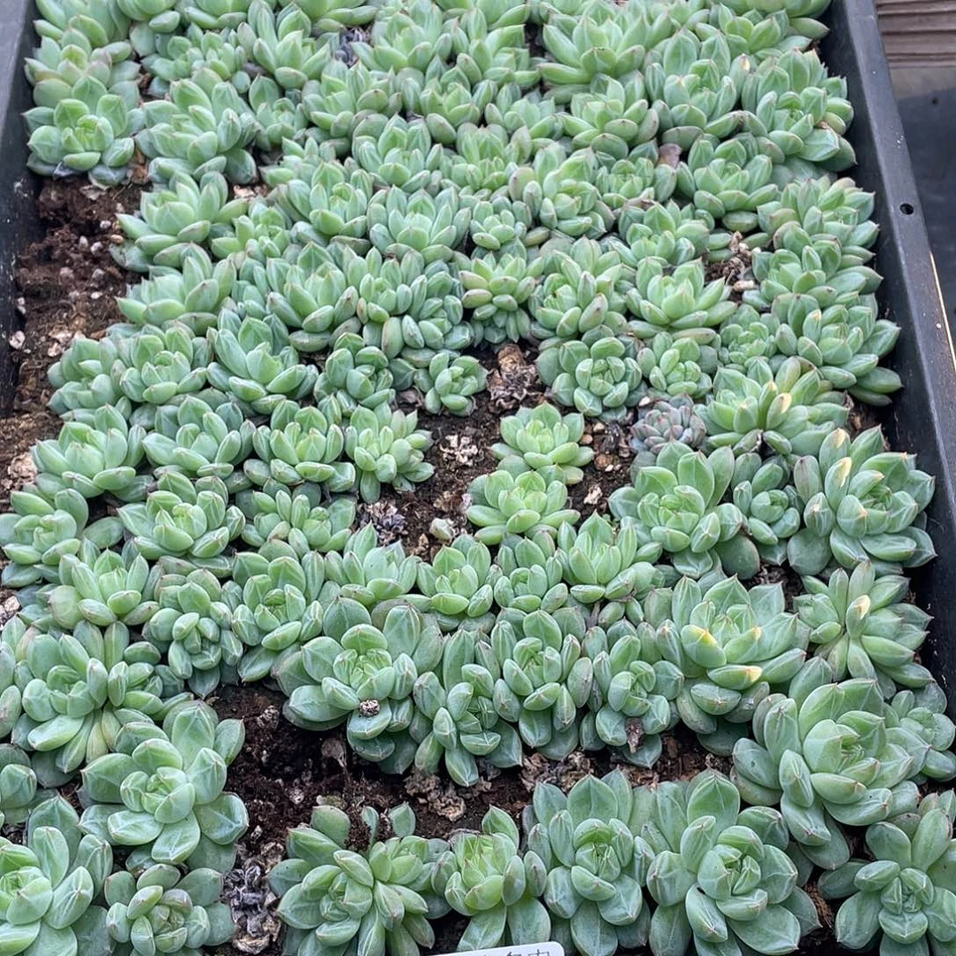 糕大上多肉植物139
