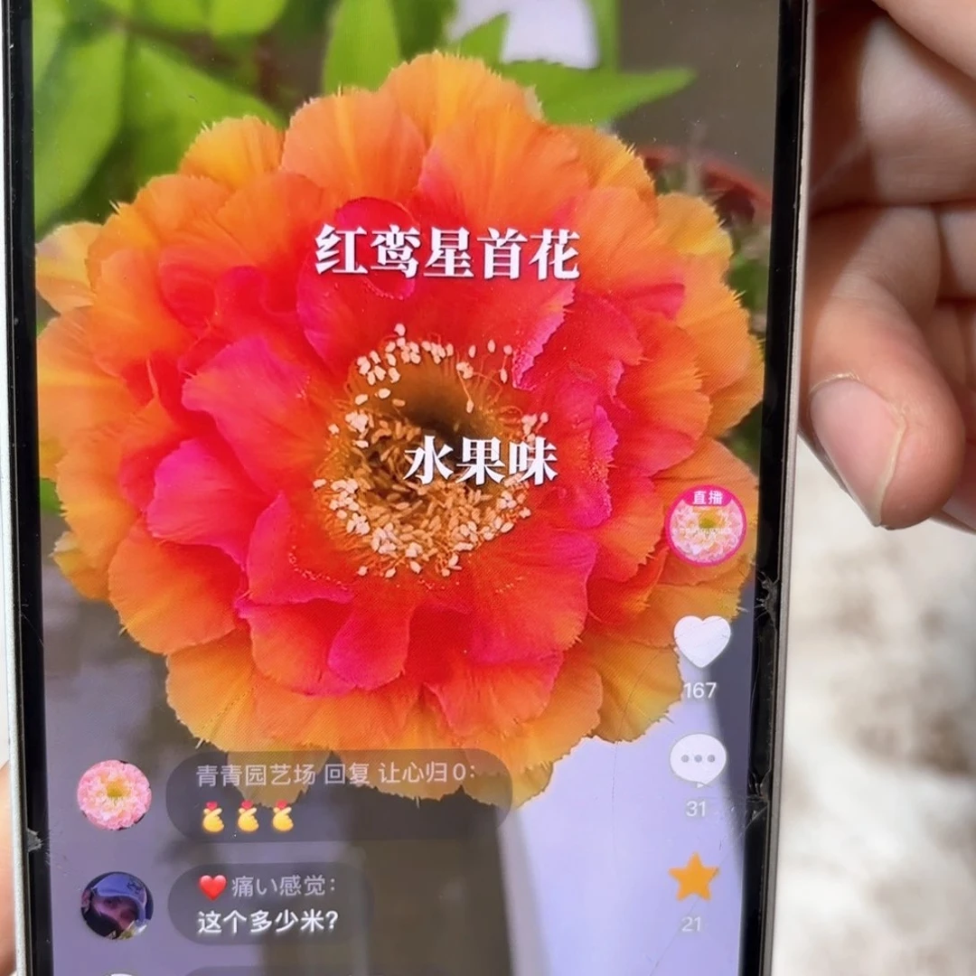 彩草红鸾星4公分侧牙