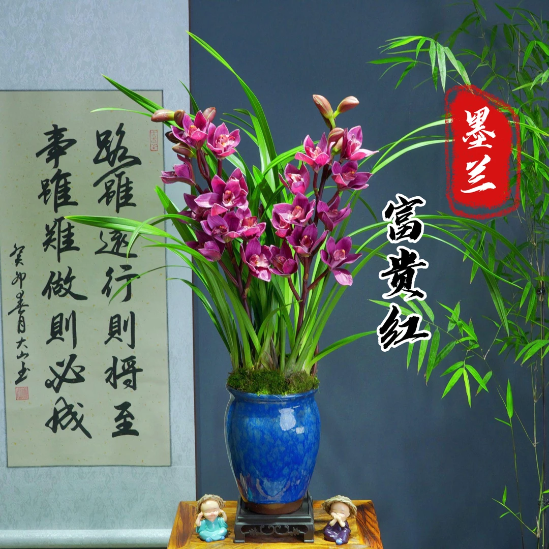 兰花[富贵红]勤花勤芽带盆种好 好养易活室内办公室客厅盆景