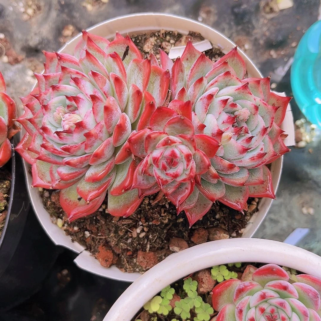 惊鸿娃娃12公分9998888