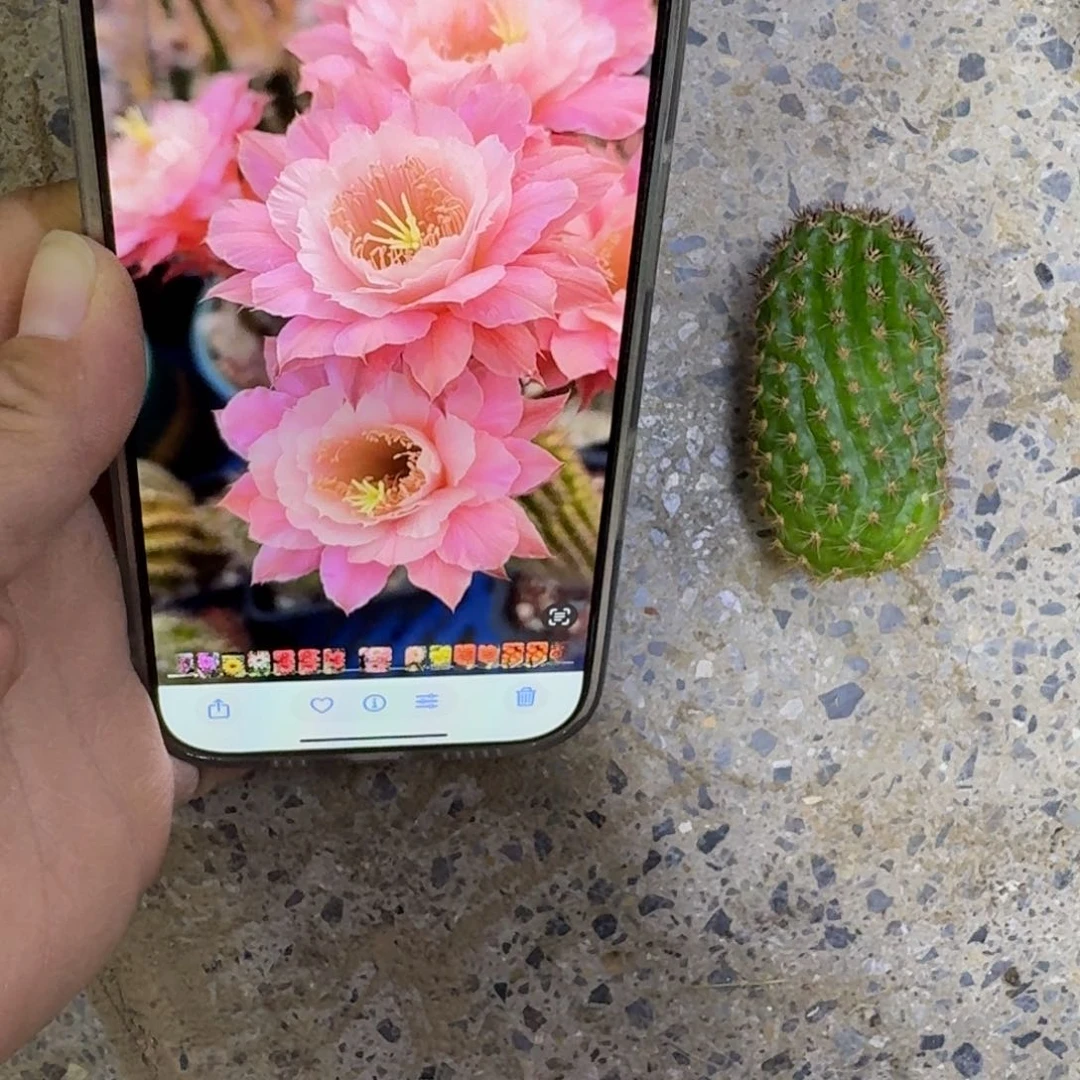 424金妞奈何无根侧牙歪6公分左右，20包邮